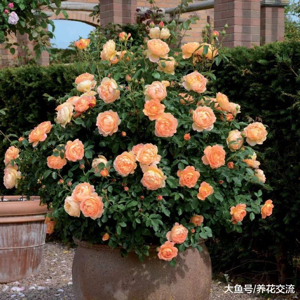 在花盆里如何养好月季花, 让月季常年开花的技巧