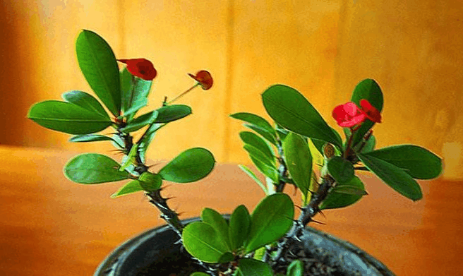 这“3样”花别看开花艳, 对“健康”没好处, 别养!