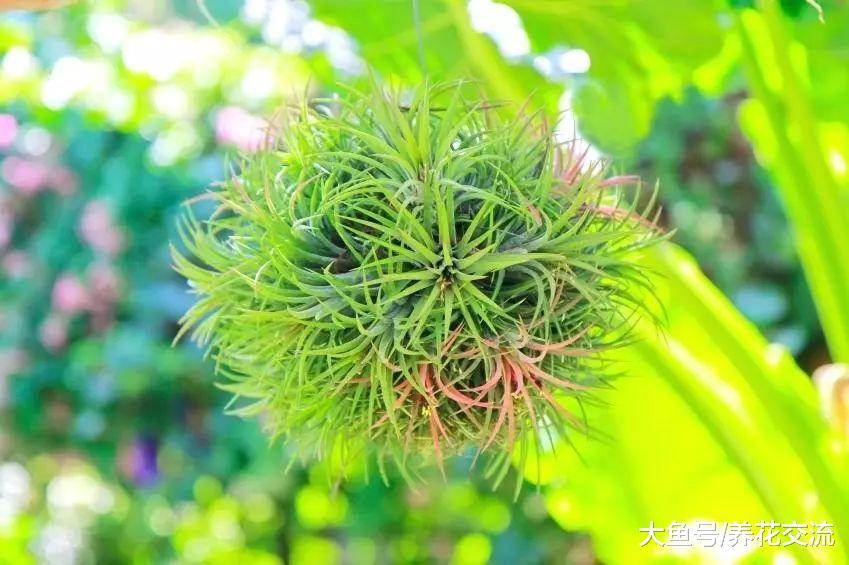 空气凤梨只需定期喷水就能养活, 可以随意摆放在家里的各个角落