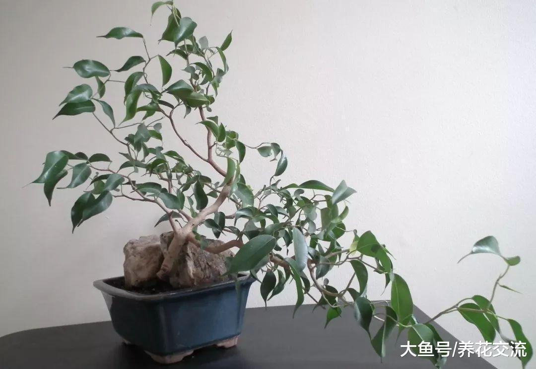 净化空气效果非常棒的小叶榕, 养在家里变成好看的盆景