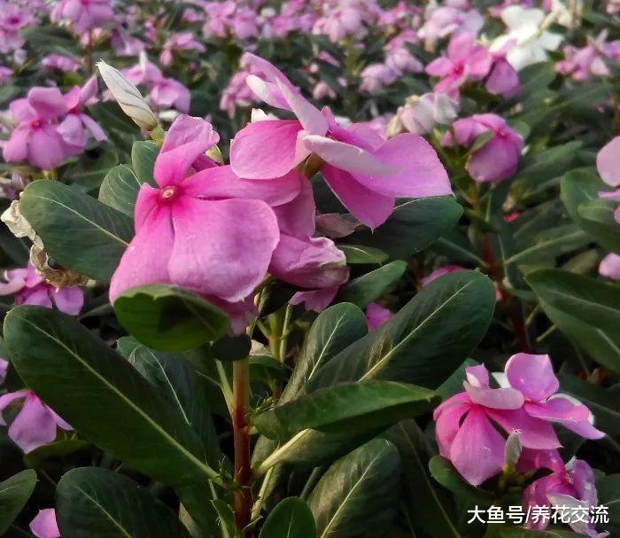 这些花不需要掐顶和修剪就能生长旺盛, 养护得当能常年开花