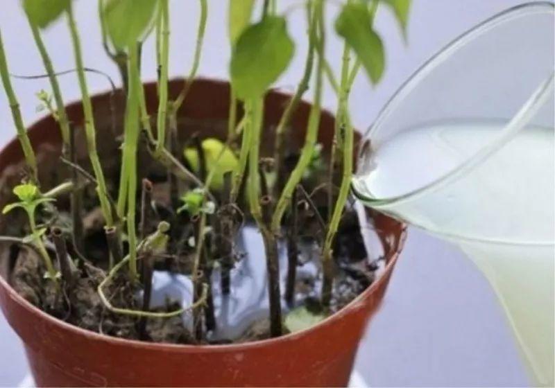 夏天施肥不能停, 浇水加点料, 根肥叶绿花呼呼开!