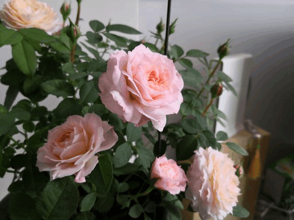 越冷越要“减装”, 及时给月季剪两刀, 明年花开满院子!