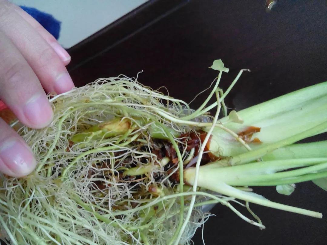 水培植物养不好? 在里面加点它, 叶子绿得能滴油!