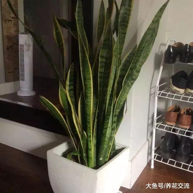 11种能够轻松照顾的低光照室内植物, 园艺新手就该养这些盆栽