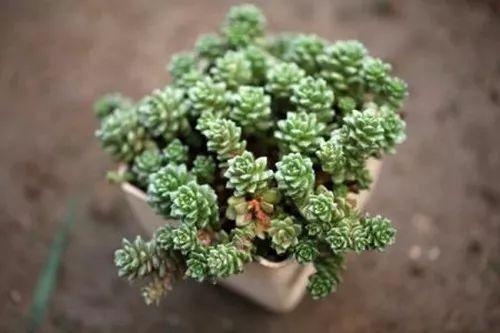 长残了的多肉该怎么办? 及时做好措施, 照样恢复的美美哒!