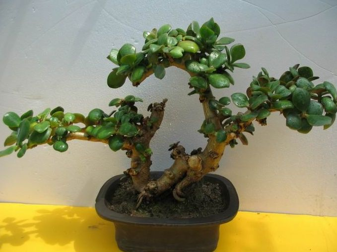 养花达人用这“3个”小方法, 养出“大盆景”, 能卖出高价!