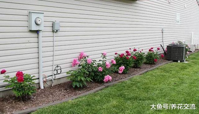 在院子里怎么种牡丹才能年年开花呢? 看老园丁是怎么做的