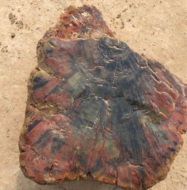 男子砍柴时捡回烂木桩, 家里人都说有病, 岳父一伸手慌了