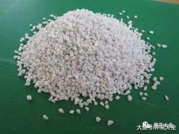 多肉扦插的时候, 在盆里加点这个, 1周就能生根!