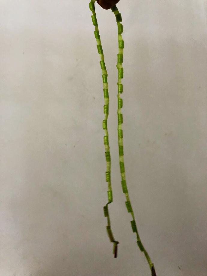 这是什么？有朋友玩过么？