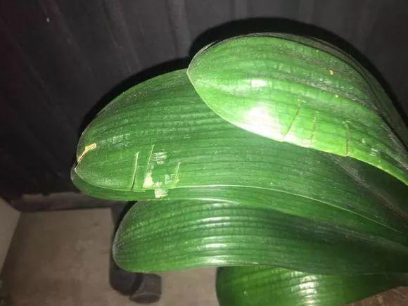 君子兰使劲虐一虐, 3个月憋出10个芽, 再也不烂心!