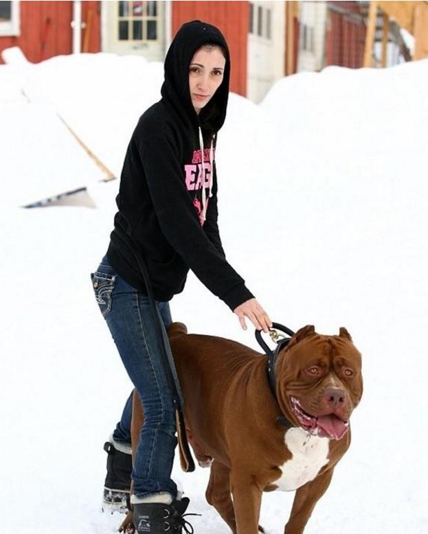 斗牛犬每顿都要用盆吃牛肉, 主人不但不责怪, 反而说自己赚到了