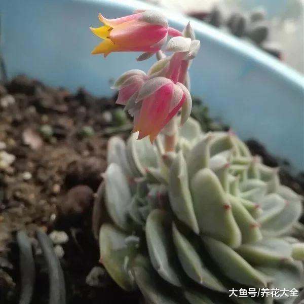 这几种多肉开花一定要小心, 不及时处理, 小心活不到明天!