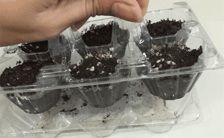 鸡蛋盒切一刀, 雨伞戳盆里, 花儿蹭蹭往上蹿, 破烂变神器!