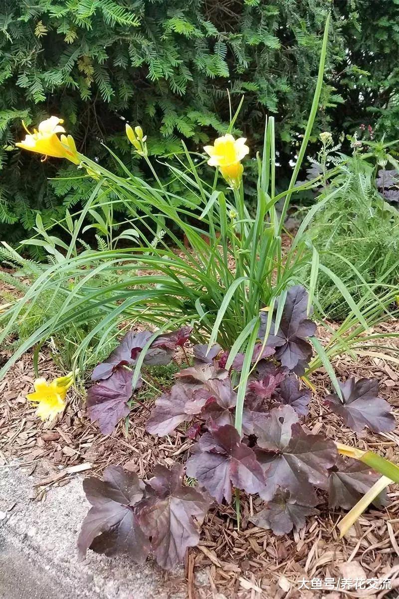 在零下15度都能生存的矾根, 特别耐阴、耐养的观赏植物