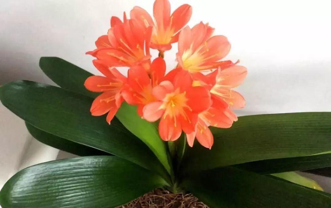 这3种花枯死也别扔, 砍1刀成10盆, 秒变养花大户!