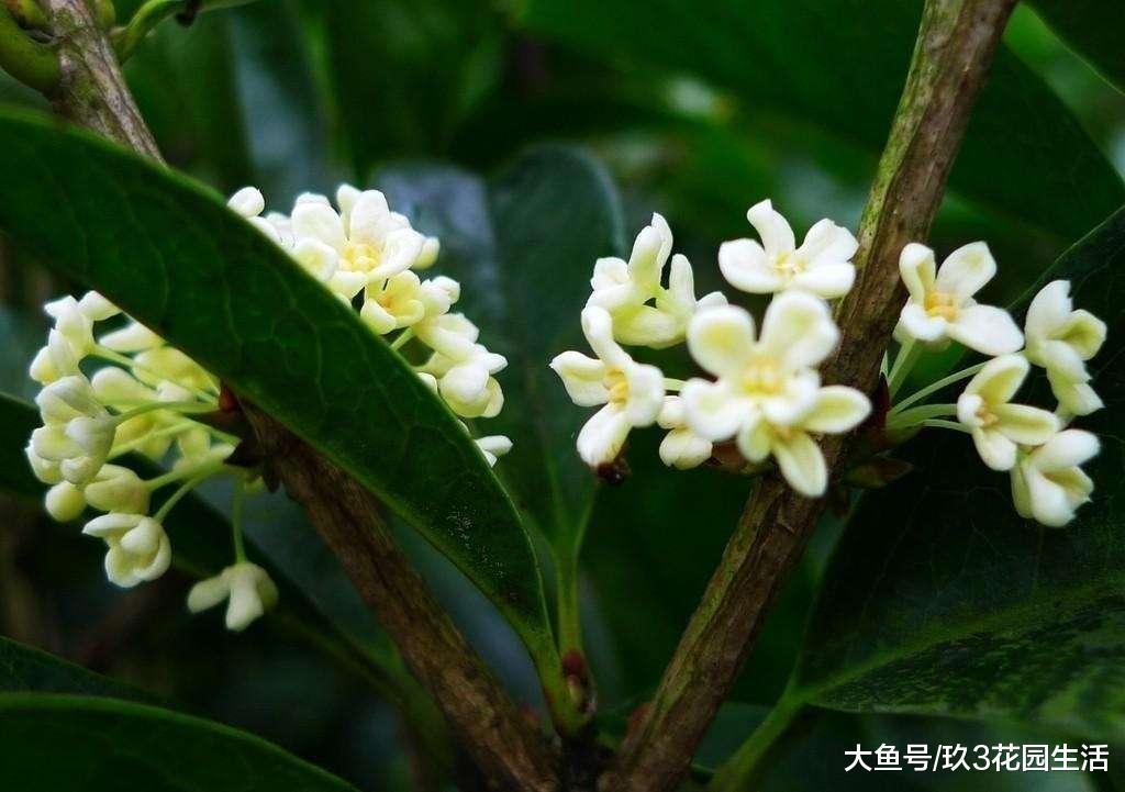 如何区分金桂、银桂、丹桂、四季桂?