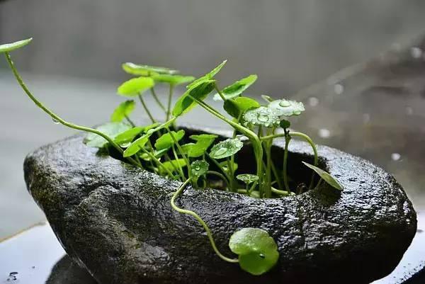 路边捡了几块石头, 拿来养花, 朋友都抢疯了!
