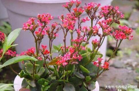 冬天就养这6种“花花草草”, 花期超长, 关键它们有助睡眠还招财