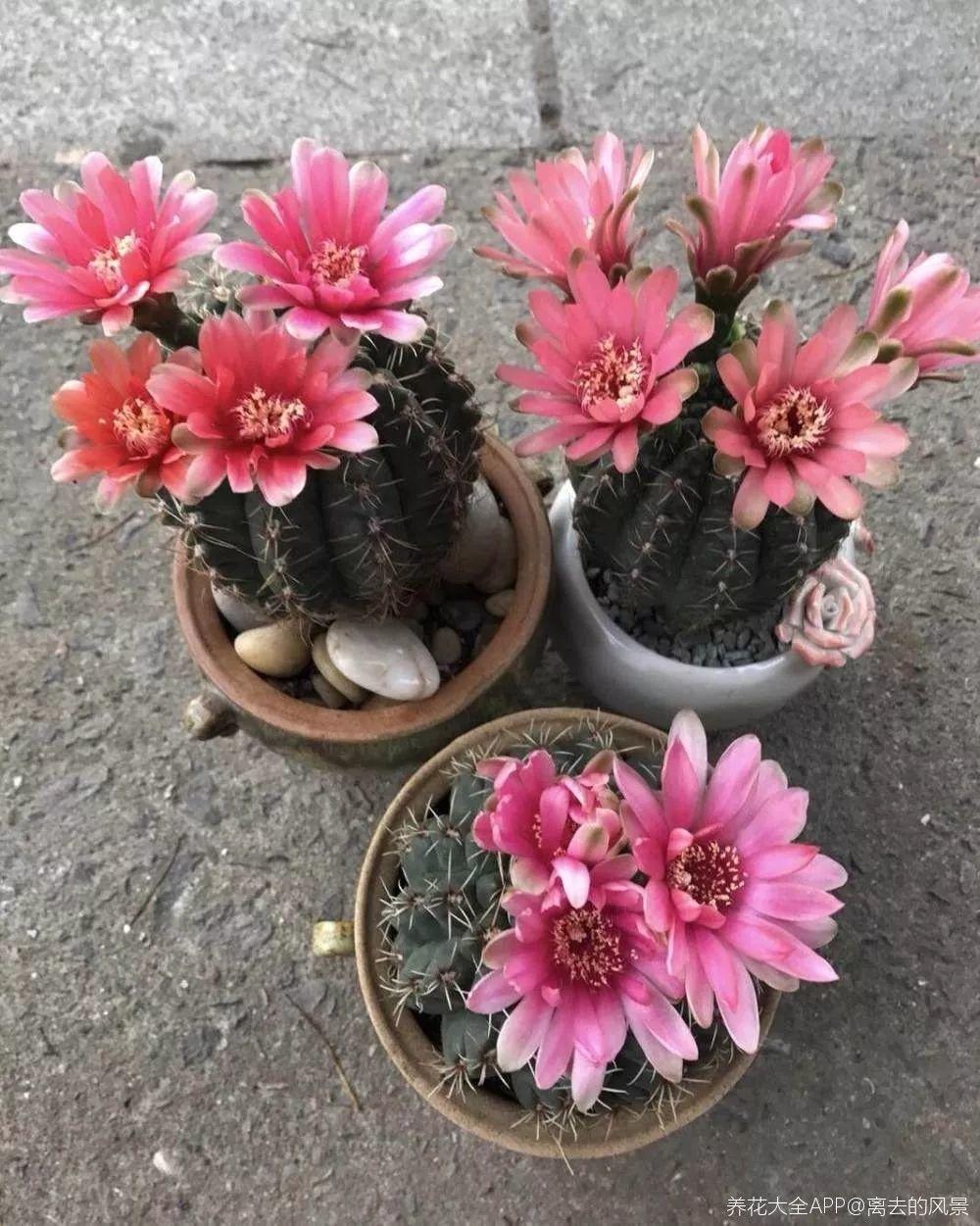 养花也有小妙招, 他家的仙人球, 花开一朵接一朵!