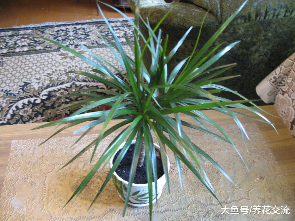 新手家里的这7种室内植物没法养死, 不用怎么管理的花卉