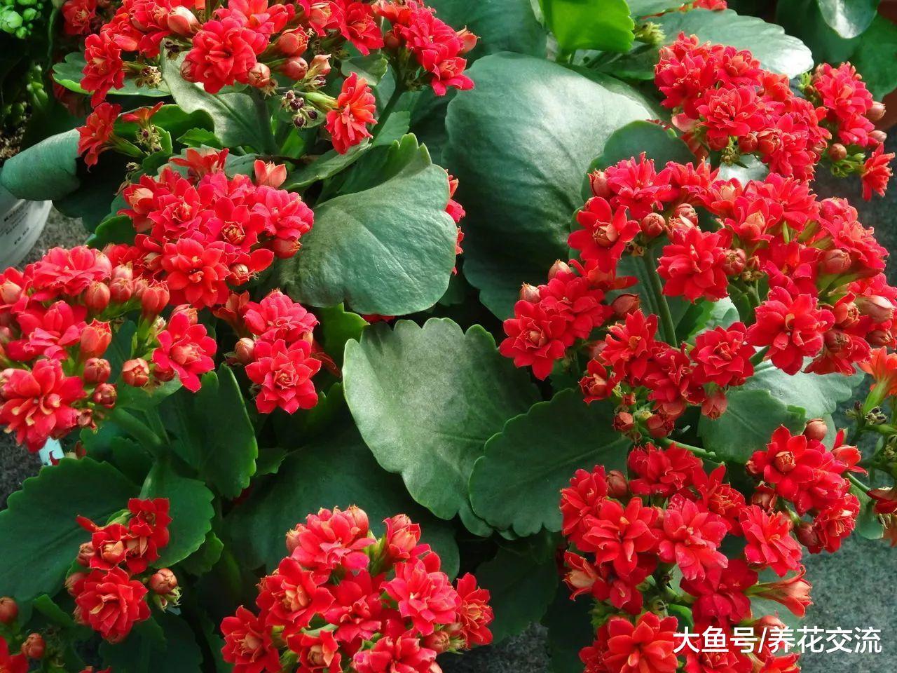 长寿花用这些技巧养护, 这个冬春季节就保准能开花了