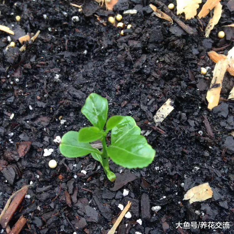 咖啡渣在养花过程中的常见的11种用法, 对植物花卉很有帮助