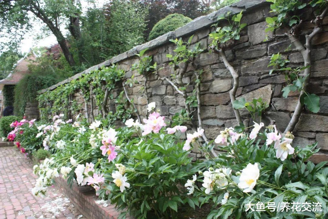 在院子上种上这11种花, 家里365天都有五彩缤纷的花观赏