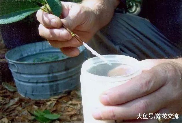 用剪下来的山茶花枝条繁殖, 在花盆里面就能长成美丽的盆栽