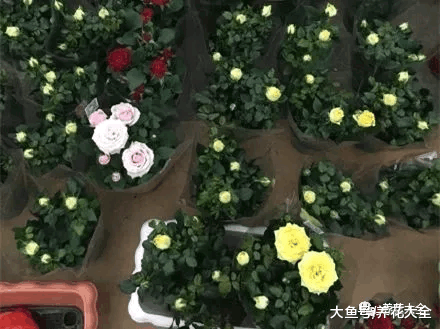 月季盆里撒点它, 月月花开爆, 根本停不下来!