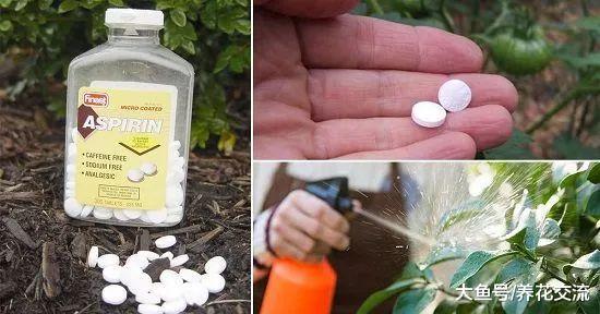 16种常见的家庭用品用来养花的好处, 让植物花卉长得更好
