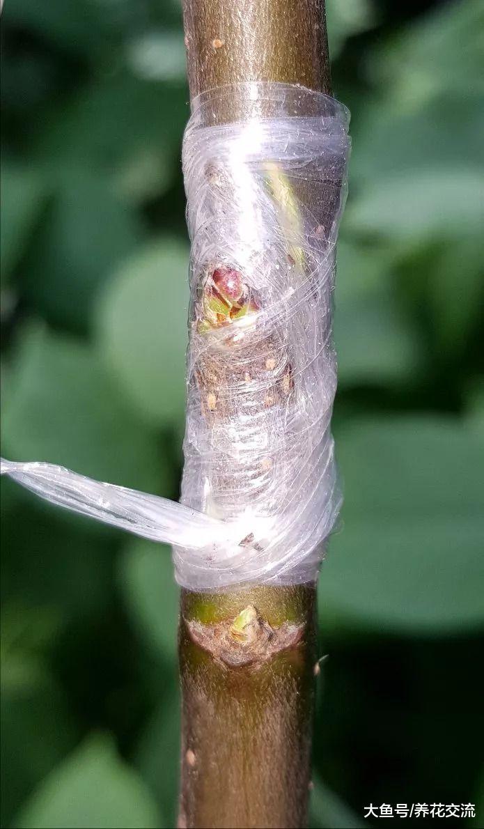 植物的枝条上剥下来一段皮就能进行芽接繁殖, 几个月后就能成功