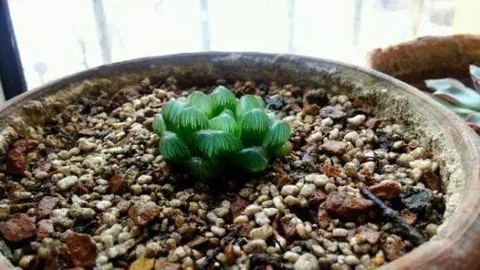 这种虫子高发季节, 盆栽招虫子要这么处理, 百试百灵!