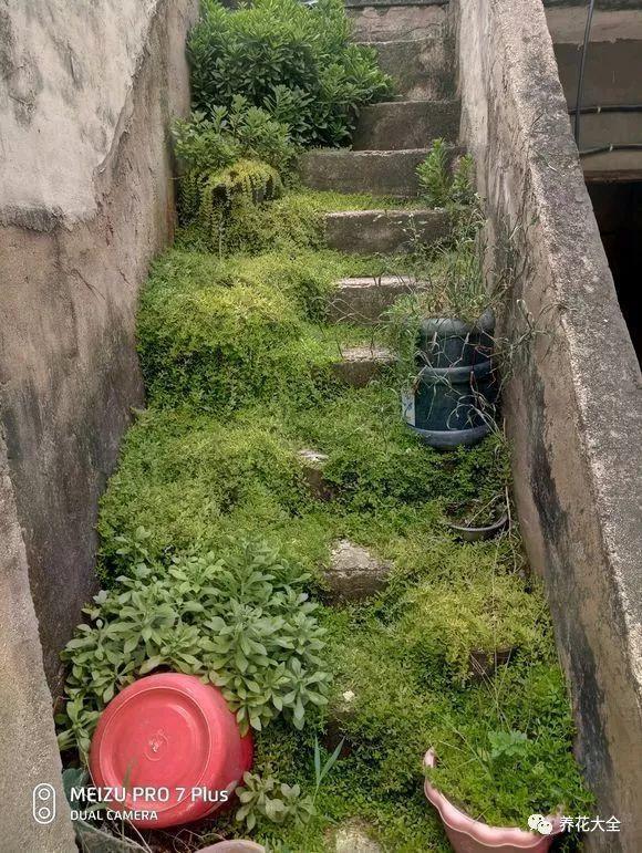 越热越长个儿, 这些花一到夏天就疯长, 爬满整个院子!