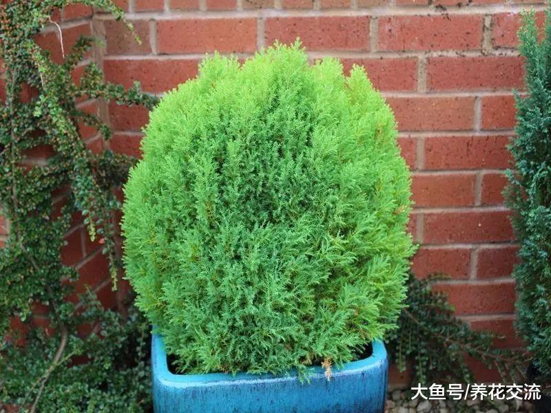 这几种灌木花卉特适合种院子, 可以保持常年翠绿