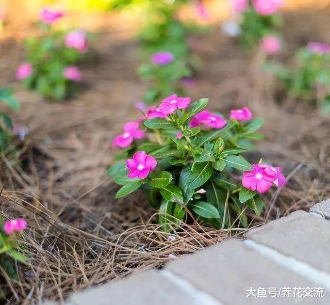 让开花植物整个夏季都有花朵观赏, 掌握这几个技巧就足够了
