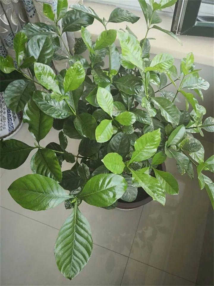 栀子茉莉, 秋冬这样养, 枝条壮实好过冬!