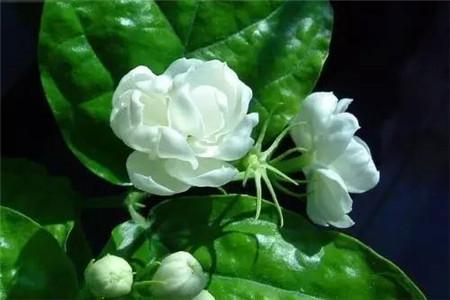 茉莉花的养殖方法