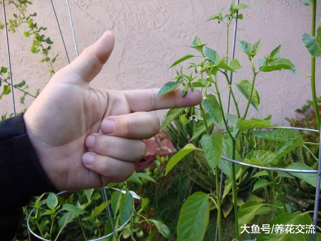 在室内种出火红、挂满果子的迷你辣椒盆栽, 注意几个技巧就行