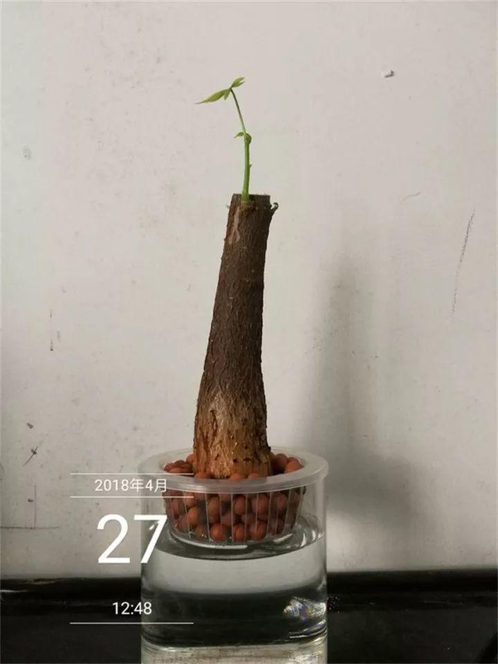 发财树又烂根了? 断头切根扔水里, 10天冒出3个芽!
