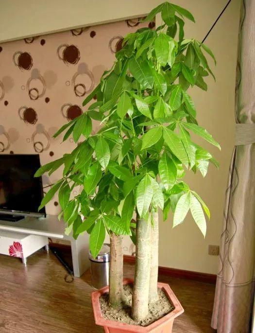 一到夏天就烂根? 发财树这样养, 长得又高又粗!