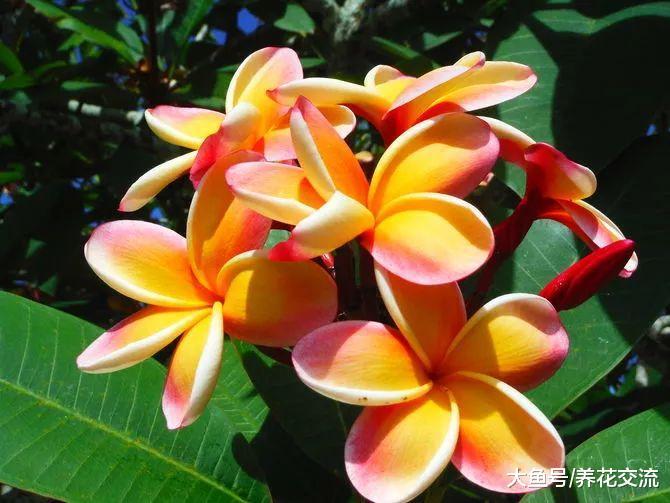 北方的花友用花盆种出热带的鸡蛋花, 养在阳台上也能每年开花