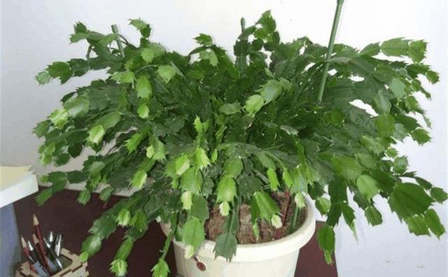 刚买的花卉, 老花匠教你这么做, 2周就“服盆”, 个个长得旺