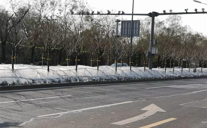 气温骤降, 他给花穿了3层棉袄, -28℃都冻不死!