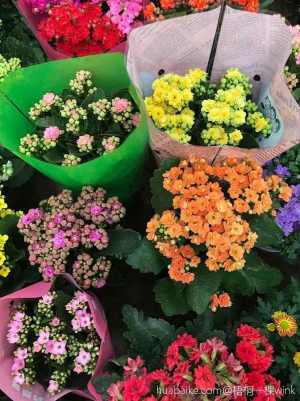 生活不如意的时候, 试着养盆花草, 找到其中乐趣!