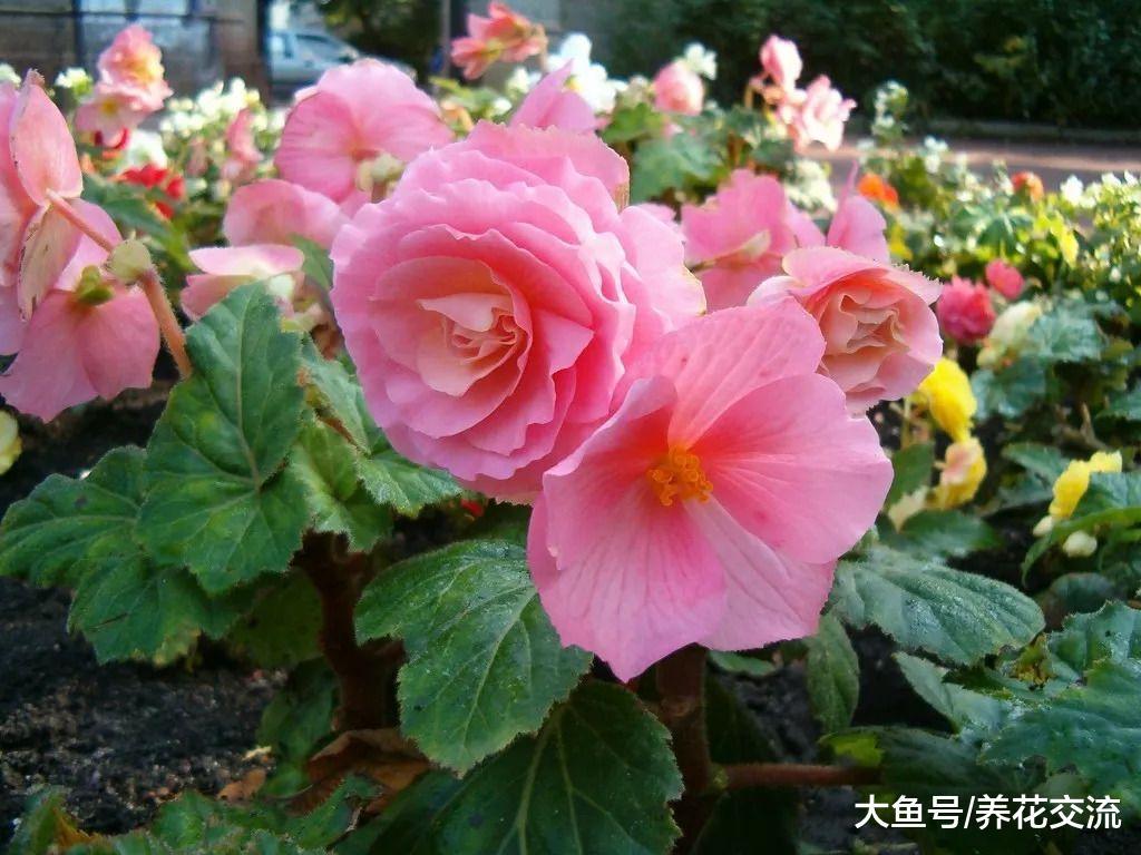 盆栽的秋海棠养在室内不注意这5个问题, 难你养不好