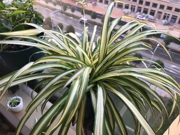 网友评选, 最受欢迎的10大绿植, 快看看你家有没有!