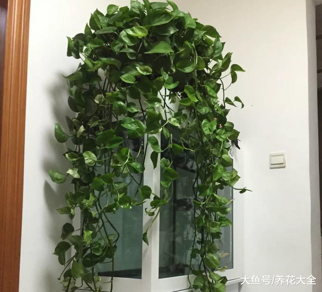 栀子花这样来浇水, 不仅叶子长得好, 花也能开不停!