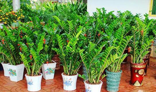 冬天房间干燥, 养这“3种花”, 都是天然“加湿器”, 空气湿润